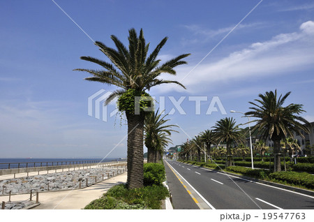 海岸道路と高潮堤 19547763