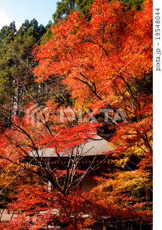 冠嶽神社周辺の紅葉 冠嶽神社周辺の紅葉 19548044