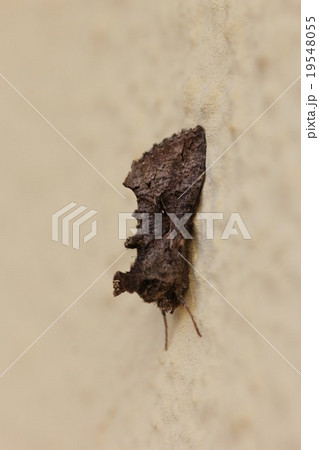 エゾギクキンウワバ(白条紋なし)04 エゾギクキンウワバ(白条紋なし)04 19548055