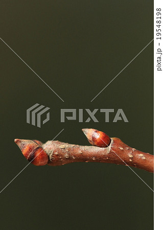 自然　植物　クリ、冬芽です。色も形も栗そっくり・・・② 19548198