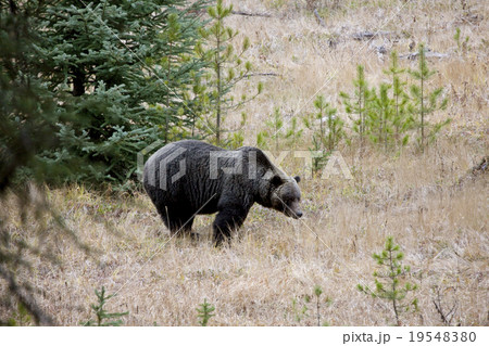 Wild Grizzly Bear 19548380