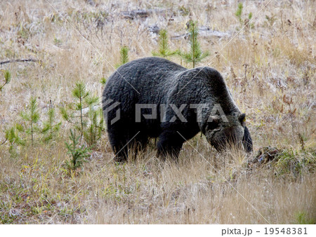 Wild Grizzly Bear 19548381