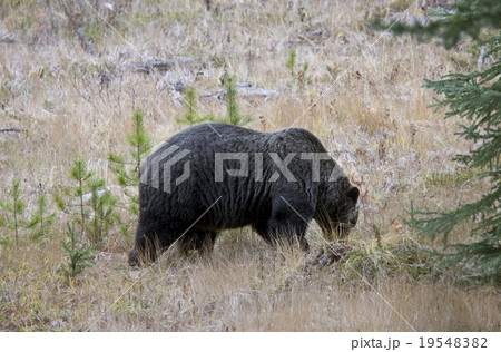 Wild Grizzly Bear 19548382