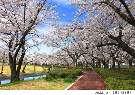 開成山公園の桜 19548397