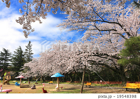 開成山公園の桜 19548398
