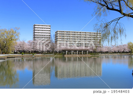五十鈴湖(開成山公園) 19548403