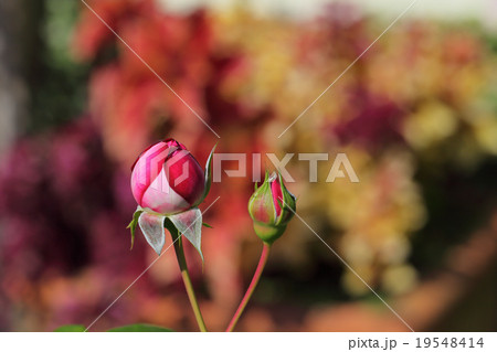 パリス バラの花の蕾の写真素材