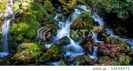 みたらしの滝 19548475