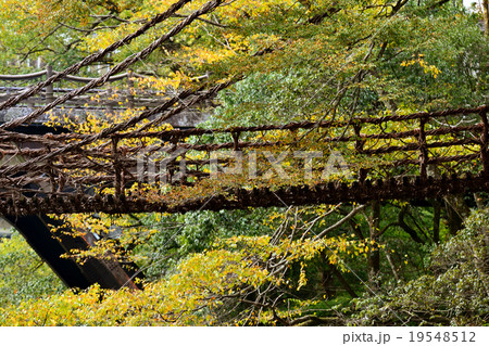 徳島県かづら橋 19548512