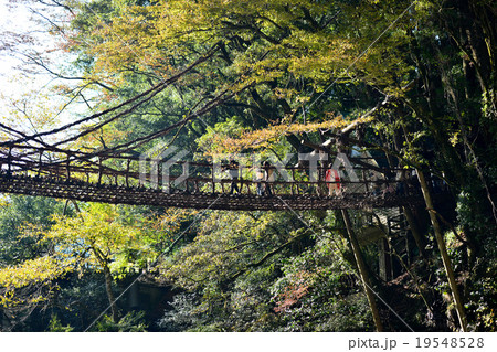 徳島県かづら橋の紅葉 徳島県かづら橋の紅葉 19548528