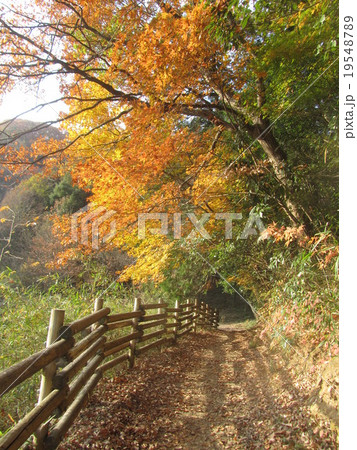 鐘撞堂山の谷津池畔(埼玉県深谷市) 鐘撞堂山の谷津池畔(埼玉県深谷市) 19548789