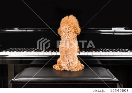 Concept of cute poodle dog playing grand piano Concept of cute poodle dog playing grand piano 19549603