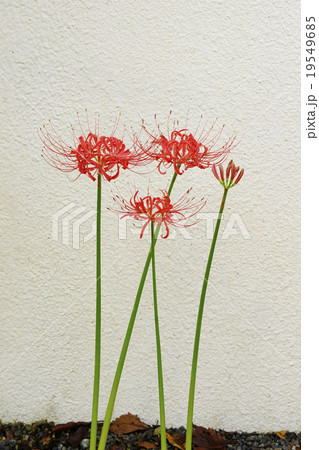 彼岸花 19549685