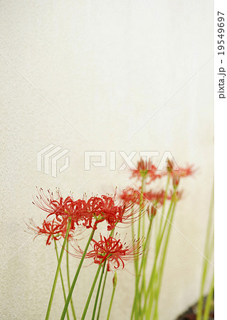 彼岸花 19549697
