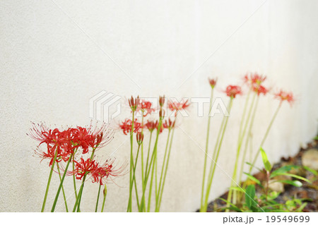 彼岸花 彼岸花 19549699
