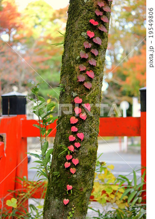 自然のハート 19549806