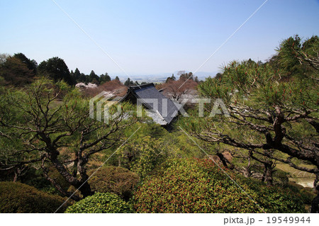 滋賀県湖東三山百済寺の桜 19549944