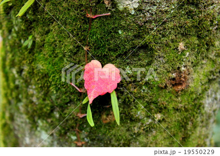 自然のハート 19550229