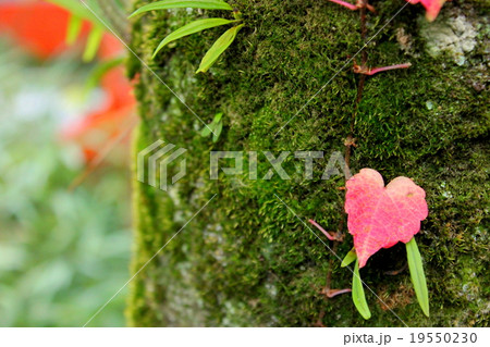 自然のハート 19550230