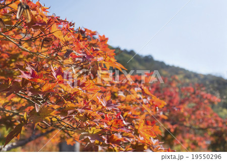 紅葉　満開 19550296
