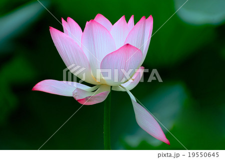 Lotus flower Lotus flower 19550645