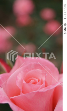ピンクのバラたち 19552280