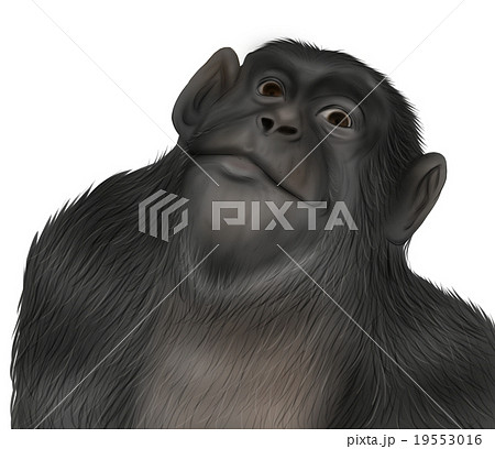 リアルなチンパンジーのイラスト ドヤ顔 のイラスト素材