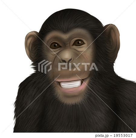 リアルなチンパンジーのイラスト 笑顔 のイラスト素材