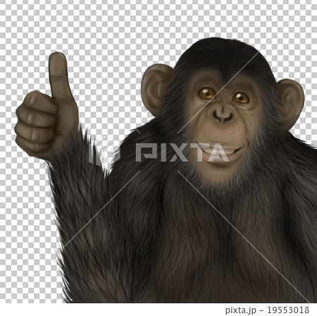リアルなチンパンジーのイラスト サムズアップ のイラスト素材
