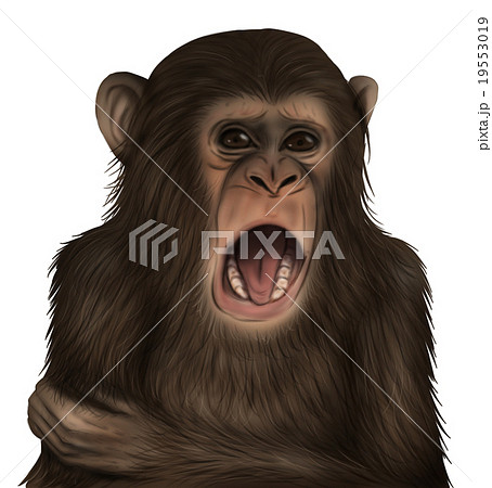 リアルなチンパンジーのイラスト 嫌そうな顔 のイラスト素材