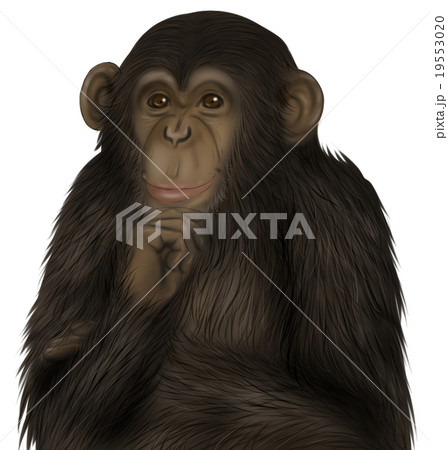 リアルなチンパンジーのイラスト 思案中 のイラスト素材