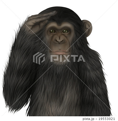 リアルなチンパンジーのイラスト 敬礼 のイラスト素材