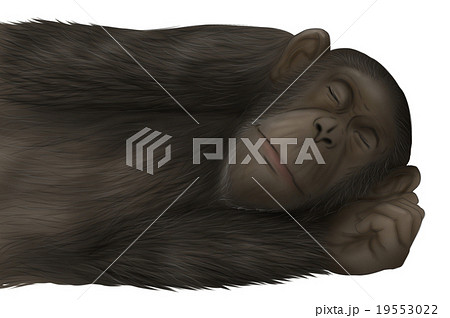 リアルなチンパンジーのイラスト 睡眠 のイラスト素材