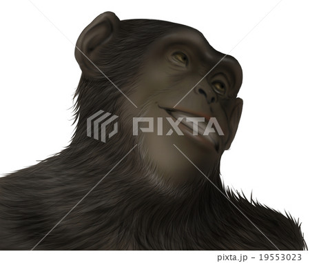 リアルなチンパンジーのイラスト ドヤ顔2 のイラスト素材