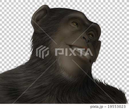 リアルなチンパンジーのイラスト ドヤ顔2 のイラスト素材