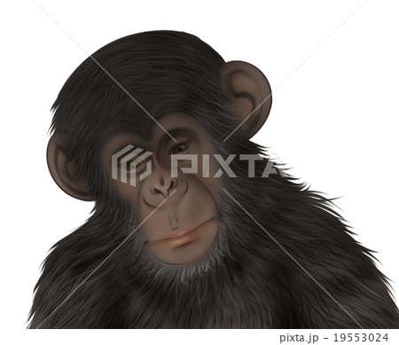 リアルなチンパンジーのイラスト がっかり のイラスト素材