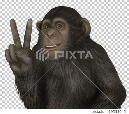 リアルなチンパンジーのイラスト ピースサイン のイラスト素材