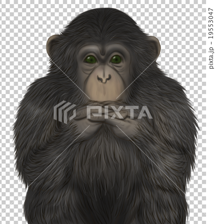リアルなチンパンジーのイラスト 手を組む のイラスト素材