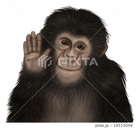 リアルなチンパンジーのイラスト 手を上げる2 のイラスト素材