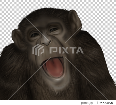 リアルなチンパンジーのイラスト 笑顔 爆笑 のイラスト素材