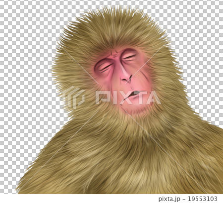 リアルな日本猿のイラスト 目を瞑る のイラスト素材