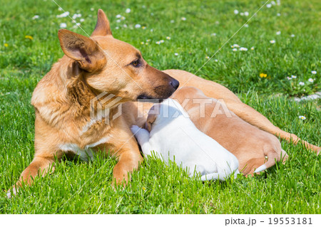 Mixed-breed cute little dog family. Mixed-breed cute little dog family. 19553181