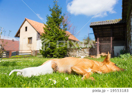 Mixed-breed cute little dog family. 19553183