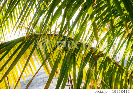 Natural background with palm tree leaves. Cuba. 19553412