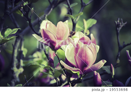 Magnolia spring flowers 19553698