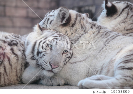 ホワイトタイガー ホワイトタイガー 19553809