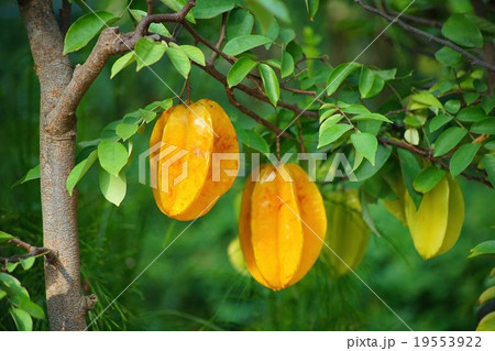 スターフルーツ 19553922