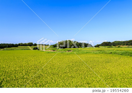 真夏の田園 真夏の田園 19554260