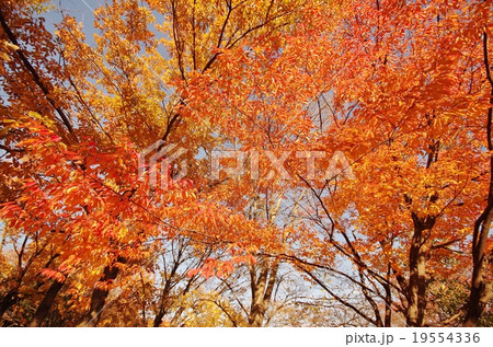 紅葉 紅葉 19554336