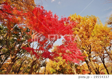 紅葉 紅葉 19554337
